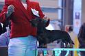 Crufts_dachshunds 149